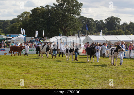 Aylsham Landwirtschaftsausstellung, Norfolk. Rinder-Rassen-Parade, im Ehrenring. Blickling Immobilien, Norfolk. Stockfoto