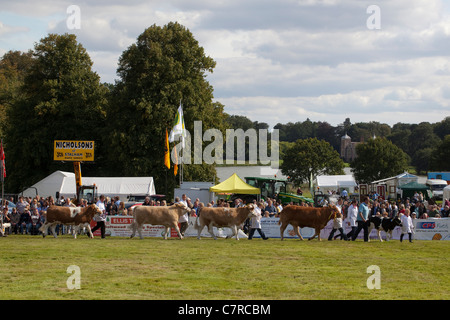 Aylsham Landwirtschaftsausstellung, Norfolk. Rinder-Rassen-Parade, im Ehrenring. Blickling Immobilien, Norfolk. Stockfoto