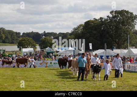 Aylsham Landwirtschaftsausstellung, Norfolk. Rinder-Rassen-Parade, im Ehrenring. Blickling Immobilien, Norfolk. Stockfoto