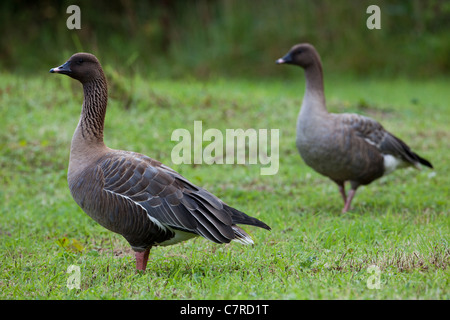 Pink-footed Gänse (Anser Brachyrhynchus). Paar. Gander links. Stockfoto