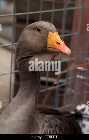 Toulouse Gänse (Anser Anser). Heimischen Rasse, ursprünglich aus Frankreich. Geflügelmarkt. Suffolk. Stockfoto