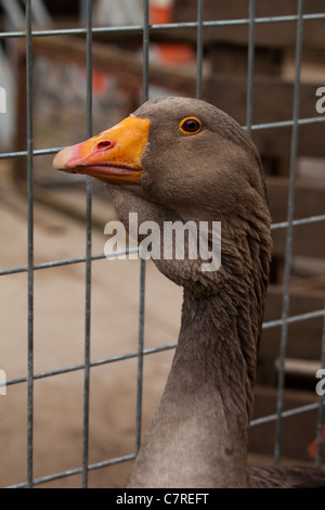 Toulouse Gänse (Anser Anser). Heimischen Rasse, ursprünglich aus Frankreich. Geflügelmarkt. Suffolk. Stockfoto