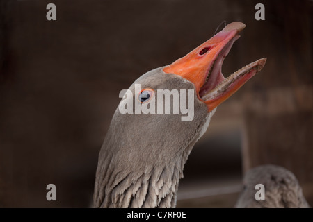 Pommersche Gänse (Anser Anser). Aufrufen. Domestizierte Rasse. Stockfoto