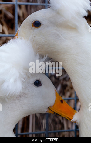 Erklommene Enten (Anas Platyrhynchos). Inländische ornamentalen Rasse. Stockfoto