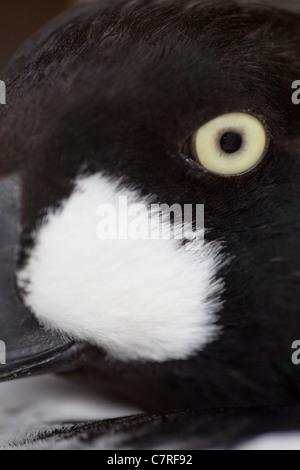 GoldenEye (Bucephala Clangula). Männlich, Farbe der Iride verleiht es den populären Name angezeigt. Stockfoto