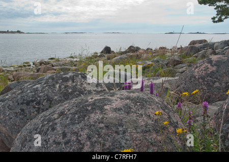 Wildblumen in den Felsen Stockfoto