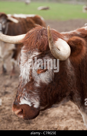 English Longhorn Kuh (Bos Taurus). Porträt. Stockfoto