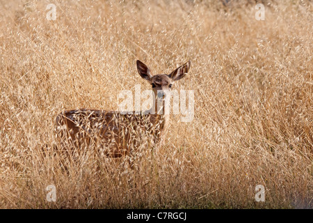 Schwarz tailed deer Fawn in hohen totem Gras Stockfoto