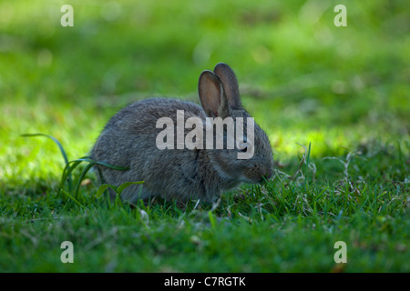 Junge Kaninchen (Oryctolagus Cuniculus). Vier Wochen alt geschätzt; entwöhnt und unabhängig von der Mutter oder Doe, Beweidung Rasen. Stockfoto