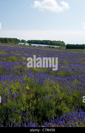 Feld Lavendel, Lavandula x intermedia Grosso bei Snowshill Lavender Farm, Worcestershire, England, Vereinigtes Königreich Stockfoto