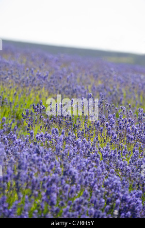 Feld Lavendel, Lavandula x intermedia Grosso bei Snowshill Lavender Farm, Worcestershire, England, Vereinigtes Königreich Stockfoto