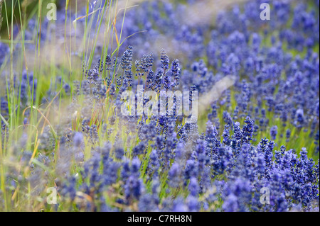 Lavendel, Lavandula x intermedia 'Grosso' und Gräser Stockfoto