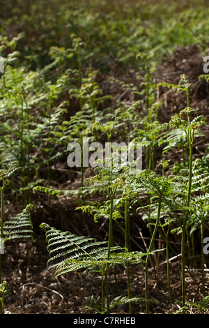 Adlerfarn (Pteridium Aquilinum). Wedel-Wachstum. Regenerierende Wald. Frühling, Norfolk, England. Stockfoto