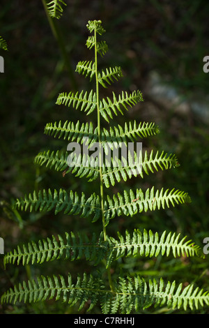 Adlerfarn (Pteridium Aquilinum). Wedel. Woodland. Frühling, Norfolk, England. Stockfoto