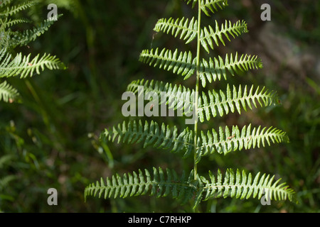 Adlerfarn (Pteridium Aquilinum). Wedel. Woodland. Frühling, Norfolk, England. Stockfoto