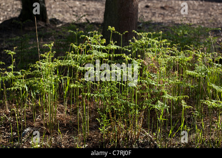 Adlerfarn (Pteridium Aquilinum). Wedel-Wachstum in einem Wald Lichtung. Baum-Stämme; Eiche (Quercus Robur). Frühling, Norfolk, England. Stockfoto