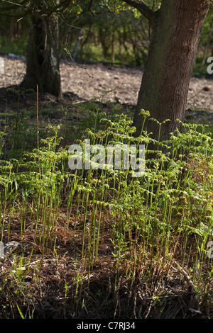 Adlerfarn (Pteridium Aquilinum). Wedel-Wachstum in einem Wald Lichtung. Baum-Stämme; Eiche (Quercus Robur). Frühling, Norfolk, England. Stockfoto