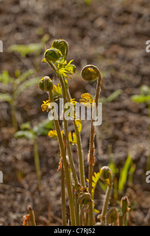 Königsfarn (Osmunda Regalis). Aufstrebende, keimhaft Wedel. Mai. Calthorpe breit. NNR. Norfolk. Stockfoto