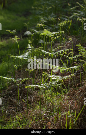 Adlerfarn (Pteridium Aquilinum). Wedel-Wachstum. Frühling, Norfolk, England. Stockfoto