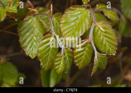 Buche (Fagus Sylvatica). Frisch geschlüpfte Blätter in einer Hecke. Frühling. Stockfoto