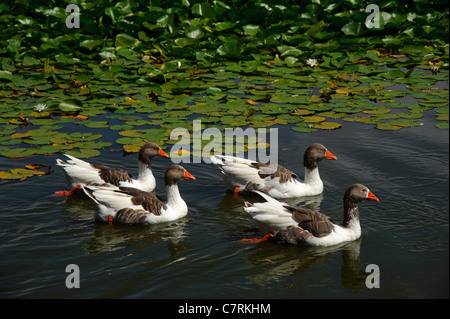 Herde von Enten im Teich schwimmen Stockfoto