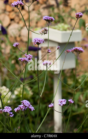 Wild In den kleinen Stadtgarten in 2011 Hampton Court Palace Flower Show, UK Stockfoto