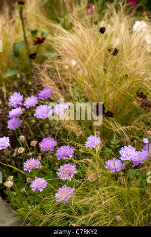 Scabiosa "Vivid Violet" Nadelkissen Blume Stockfoto