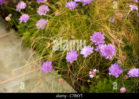 Scabiosa "Vivid Violet" Nadelkissen Blume Stockfoto