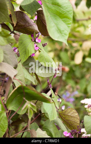 Lablab Purpureus, Lablab oder Hyacinth Bean Stockfoto