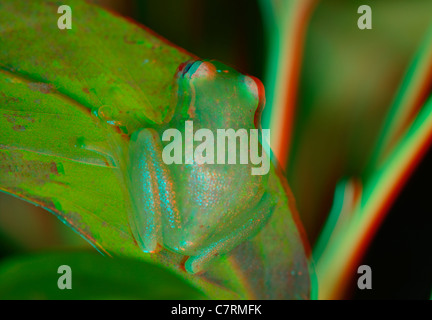 Anaglyph 3D-Bild ein grüner Laubfrosch Stockfoto