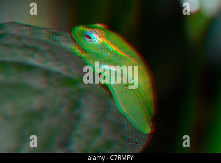 Anaglyph 3D-Bild ein grüner Laubfrosch Stockfoto