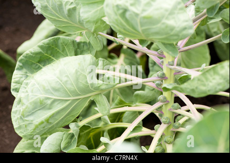 Rosenkohl "Brillant", Brassica Oleracea gemmifera Stockfoto