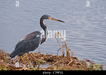 Tri-farbige Heron im Myakka River State Park, South West Florida, USA. Stockfoto