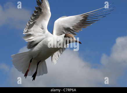 Schwarz Spitze Möwe schwebt in Cowes Isle Of Wight, UK Stockfoto