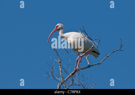 Ein weißer Ibis ruht hoch in einem Baum am j.n. "Ding" Darling National Wildlife Refuge Sanibel Island, South West Florida. Stockfoto