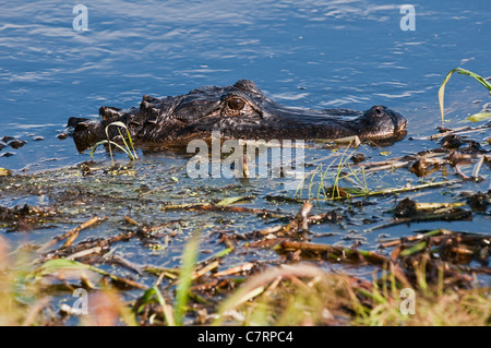 Ein amerikanischer Alligator in der Myakka River, Myakka River State Park, South West Florida. Stockfoto