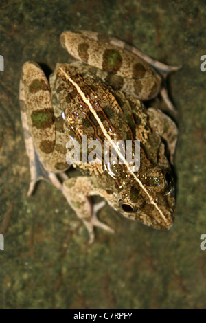 Asiatische Grass Frosch Fejervarya limnocharis Stockfoto