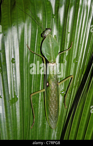 Riesige malaysischen Schild Mantis Rhombodera Basalis getarntes gegen einen Fan Palm Leaf Stockfoto