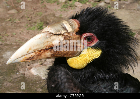 Umkränzter Hornbill Rhyticeros Undulatus, Java, Indonesien Stockfoto