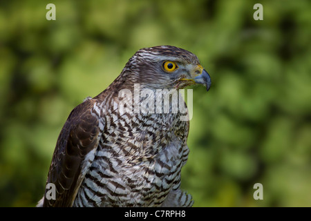 Accipiter Gentilis GREIFVOGEL Habicht Northern Goshawk Accipitridae Auge Aves Raubvogel Falconiformes Greife Porträt raptor Stockfoto