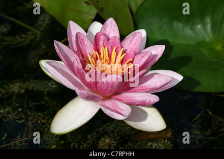 Rosa Wasser Lily Nymphaea sp. Stockfoto