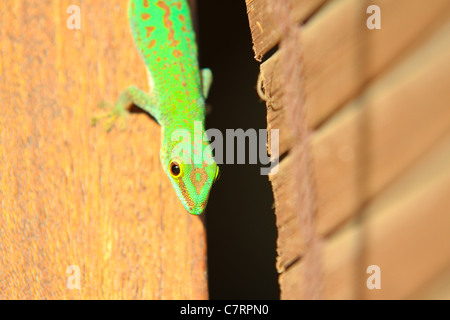 Phelsuma Astriata, Seychellen (klein)-Taggecko oder Stripeless Taggecko. Stockfoto