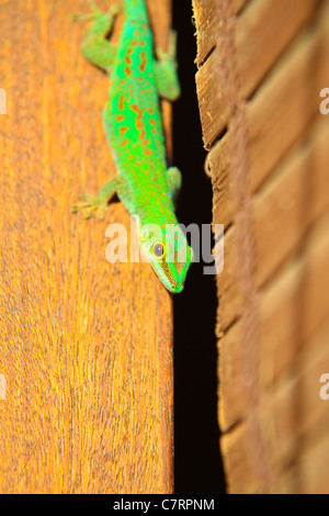 Phelsuma Astriata, Seychellen (klein)-Taggecko oder Stripeless Taggecko. Stockfoto