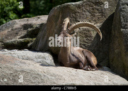 Alpensteinbock CAPRA IBEX Stockfoto