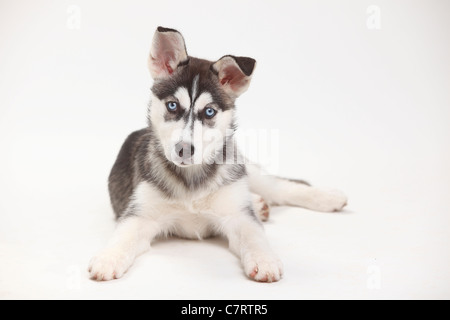 Siberian Husky Welpen, 11 Wochen Stockfoto