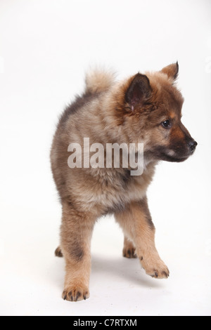 Eurasier, Welpe, 10 Wochen Stockfoto