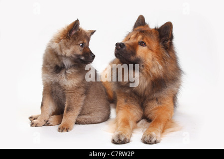 Eurasier mit Welpen, 10 Wochen Stockfoto