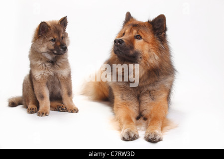 Eurasier mit Welpen, 10 Wochen Stockfoto