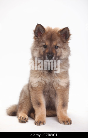 Eurasier, Welpe, 10 Wochen Stockfoto