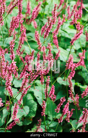 Persicaria Amplexicaulis "Firetail" Stockfoto